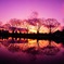夕暮れの森