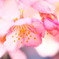 河津桜♪