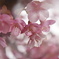 如月桜-Ⅳ