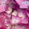 紫陽花