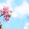 八重津桜