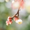 梅の花、咲くころ
