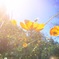 花虹