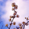 梅の花