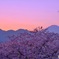 富士山 × 桜 × sunset