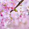 八重津桜