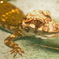 crocodile baby