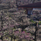 大阪城公園①