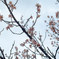 八木山高原花木園
