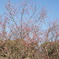 DSC07779