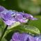 6.23 また紫陽花