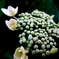 庭の紫陽花