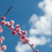 梅と青空と・・