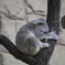 zzz