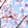 河津桜
