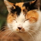 三毛猫