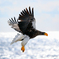 Seller's sea eagle