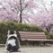 一緒にお花見