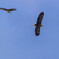 Black Kite ＆ Whitetailed eagle 