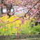 河津桜