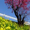 梅と菜の花