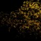 Oncidium 