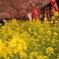 河津桜と菜の花