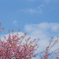 桜空