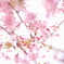 ぼんやり花景色