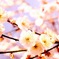 ふんわり、春