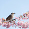 河津桜とムクドリ