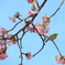 河津桜withメジロ