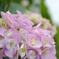 紫陽花