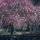 Weeping plum