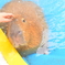 Capybara in hot spring