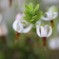 庭の花