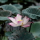 蓮の花