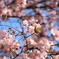 寒桜