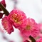 梅の花