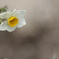 花　その22