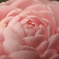花園