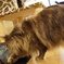 百列猫パンチ炸裂