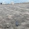 鳩さんとトコトコ