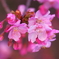 ももいろ桜♡