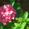 IMGP0298