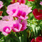 IMGP0317