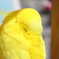 ぴいちゃん
