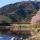河津桜まつり