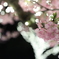 桜灯