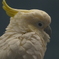 オウム